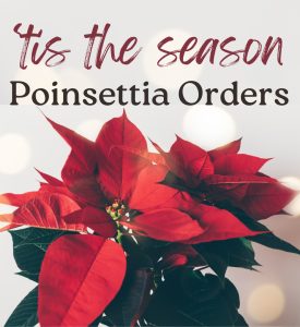 PoinsettiaOrders_Sq